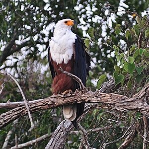 Seeadler