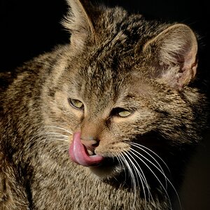 Katze DSC 8102