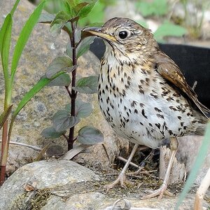 DSC6982