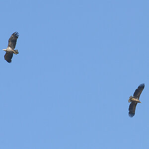 adler
