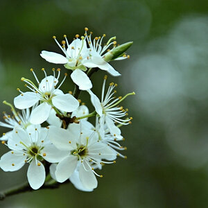 Blüten