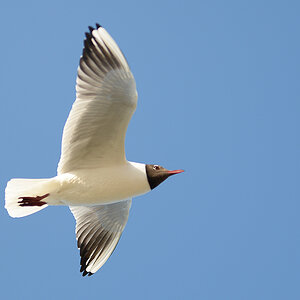 Möwe