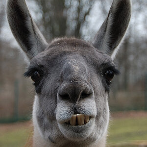 lama