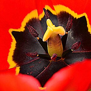 Tulpe