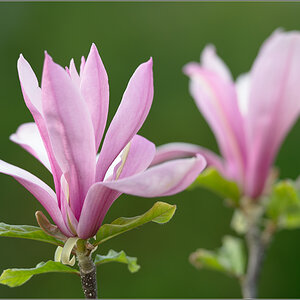 magnolia