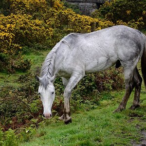 Irland DSC 9733
