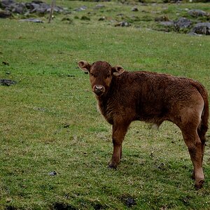 Irland DSC 9740