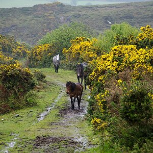 Irland DSC 9734