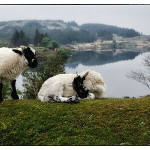 Irland DSC 9823