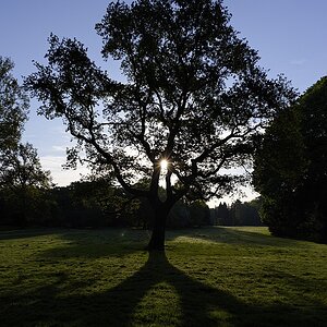 Stadtparkeiche
