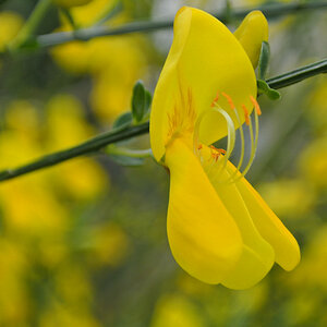 Ginsterblüte