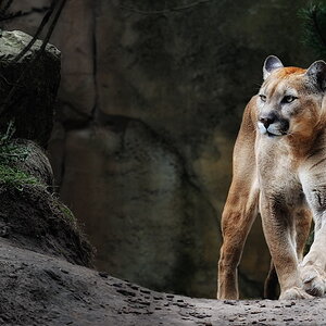 Puma1