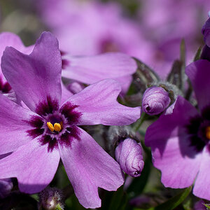 20120421  DSC6279