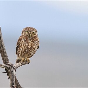 aacomp Extremadura 20120426 12077