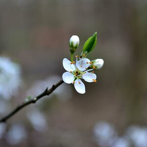 blüten 2