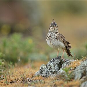 aacomp Extremadura 20120426 10786