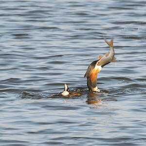 20120323 4630 [NIKON 1 V1] 500 mm,1 320 Sek. bei ƒ   7,1