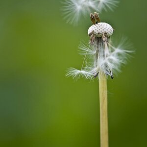 Pusteblume