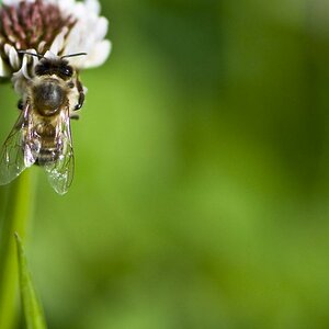 Bienchen