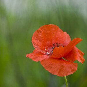 Mohn