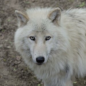 Wolf-1