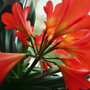 Blume Test
