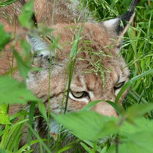 Luchs Augen NF