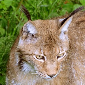 Luchs Portrait 02 NF