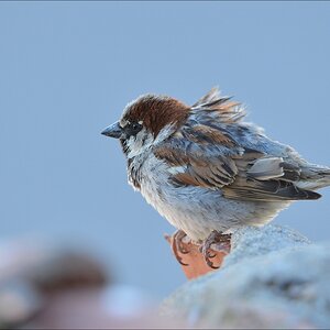 aacomp Extremadura 20120423 4428
