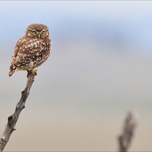 aacomp Extremadura 20120426 12117