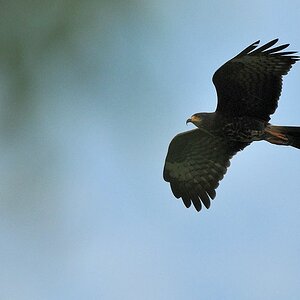 Schneckenweihe (Snail kite)
Botanischer Garten, Georgetown
8838