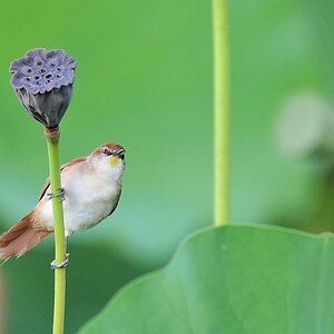 Gelbkehlschlüpfer (Yello-chinned spinetail)
Botanischer Garten, Georgetown
8839