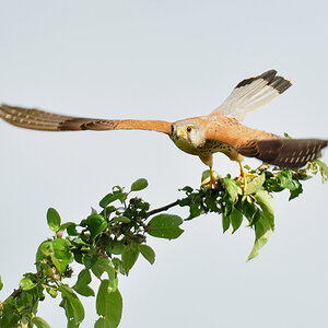 DSC 3131 b Falke 1000