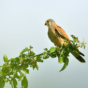 DSC 3121 b Falke 1000