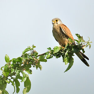 DSC 3118 b Falke 1000