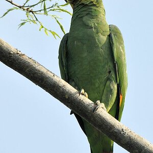 Vezenuela Amazone (Orange Winged Amazon)
Botanischer Garten, Georgetown
9294 h