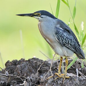 Mangrovenreiher (Striated Heron)
Botanischer Garten, Georgetown
9137