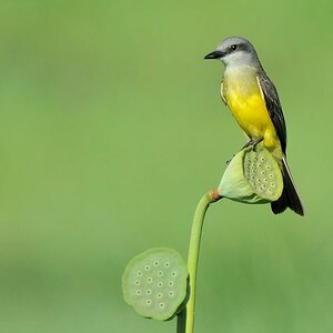 s417 Vogel noch nicht identifiziert
Botanischer Garten, Georgetown
9535