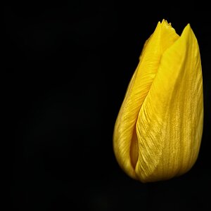 Tulpe