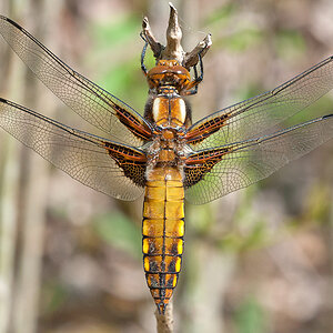 Plattbauchlibelle (w)