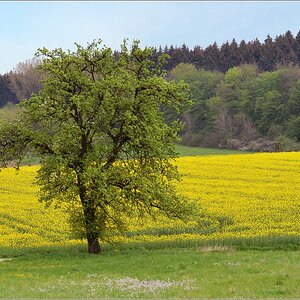 Baum 01 NF