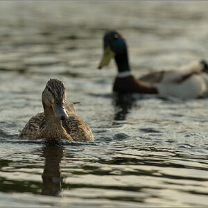 enten von unten