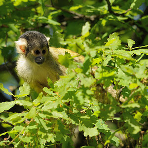 Totenkopfäffchen 2
Tiergarten Nürnberg