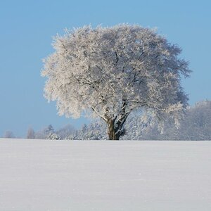 20101221 114142 (C)Wolf Lemgo