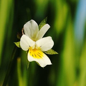 Wildes Stiefmütterchen 01.05 12