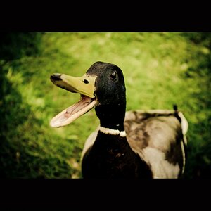 The Duck