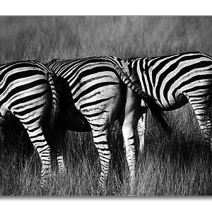sw 3Zebras