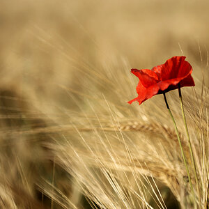 Mohn 2