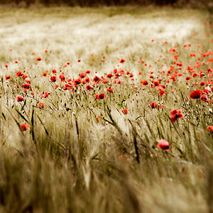 Mohn 4