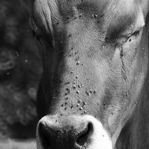 Cow and flys  DSC1599
